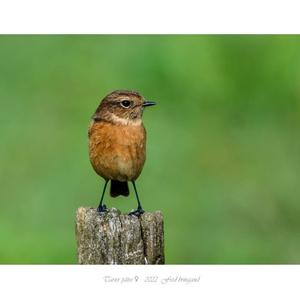 European stonechat