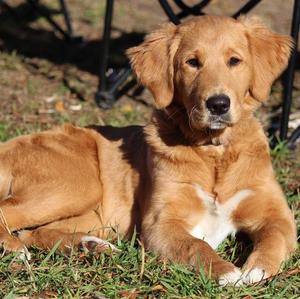 Retriever (Golden)