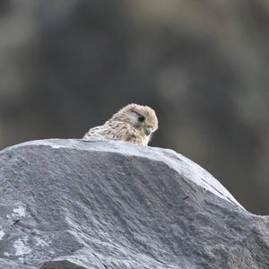 Common Kestrel