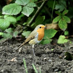 European Robin