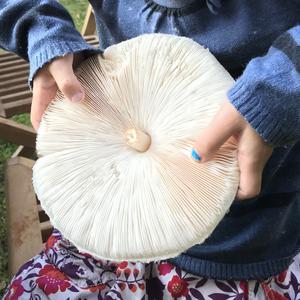 Parasol Mushroom