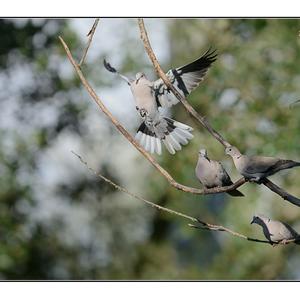 Eurasian Collared-dove