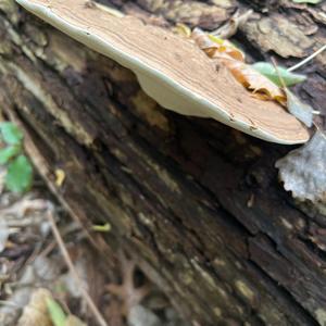 Resinous Polypore