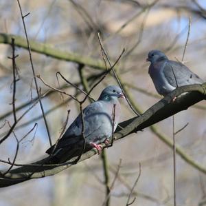 Stock Dove