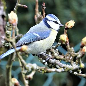 Blue Tit