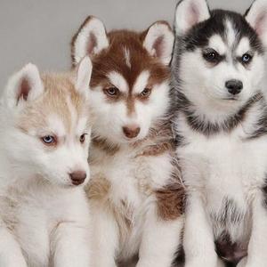 Unknown Breed