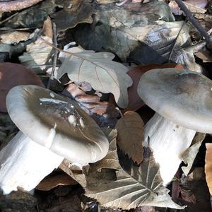 Cloudy Clitocybe