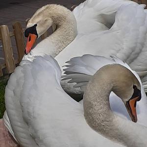 Mute Swan