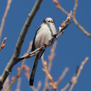 Long-tailed Tit