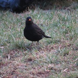 Eurasian Blackbird