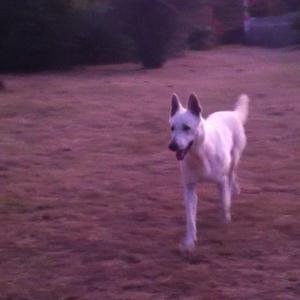 Berger Blanc Suisse