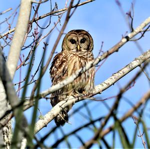 Barred Owl