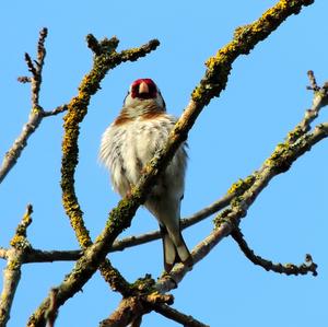 European Goldfinch