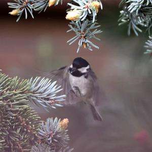 Coal Tit