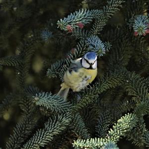 Blue Tit