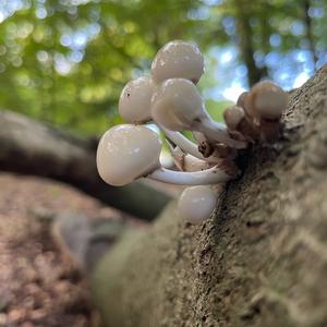 Porcelain Fungus