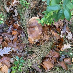 King Bolete