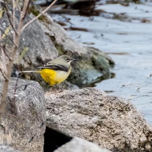 Grey Wagtail