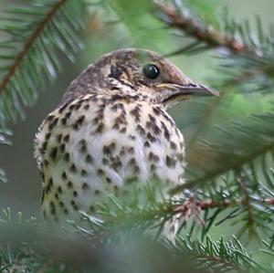 Song Thrush