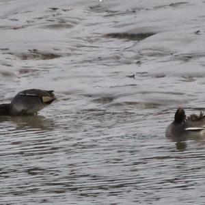 Common Teal