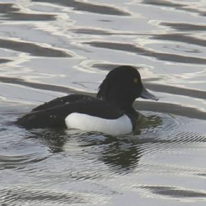 Tufted Duck