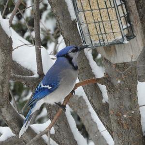 Blue Jay