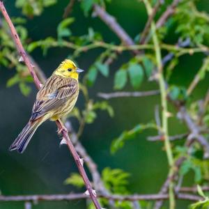 Yellowhammer