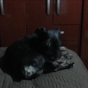 Unknown Breed