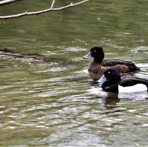 Tufted Duck