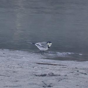 White Wagtail