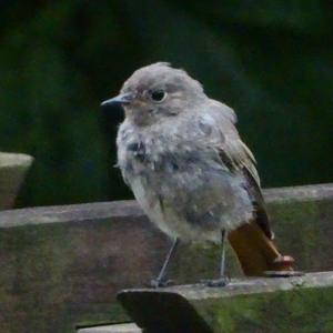 Common Redstart