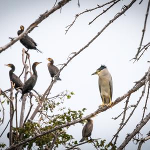 Black-crowned Night-heron