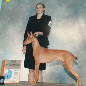 Pharaoh Hound