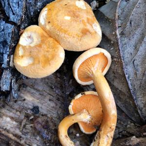 False Chanterelle