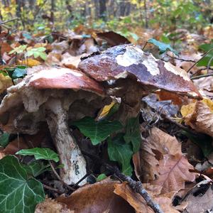 Orange Birch Bolete