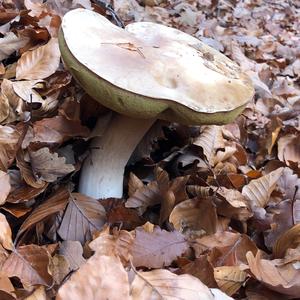 King Bolete