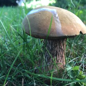 Lurid Bolete