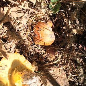 Caesar´s Mushroom