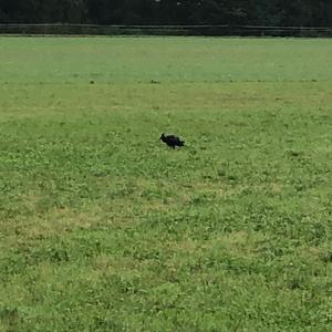 Glossy Ibis