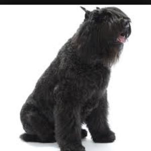 Bouvier des Flandres