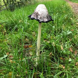 Shaggy Mane