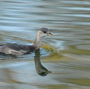 Little Grebe