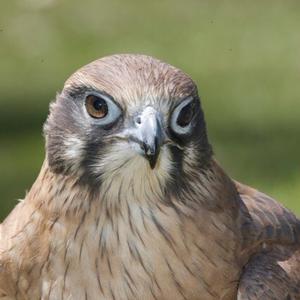 Brown Falcon