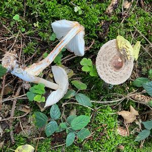 Shaggy Parasol