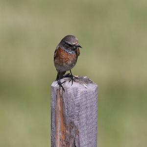 Common Redstart