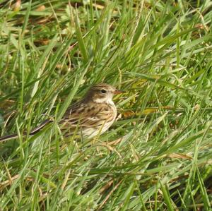 Meadow Pipit