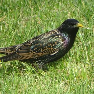 Common Starling