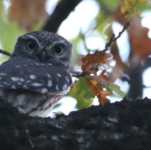 Little Owl