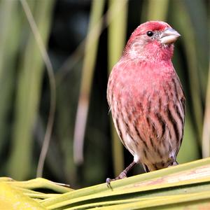 House Finch