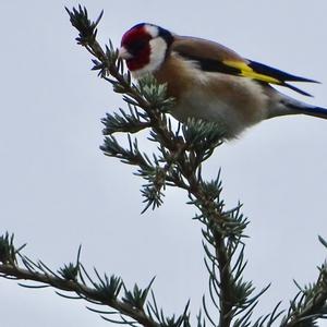 European Goldfinch